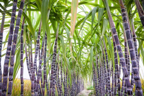这个水果变色后有毒!别以为越红越好吃,再喜欢也要丢掉 这个水果变色后有毒!别以为越红越好吃,再喜欢也要丢掉