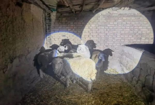 乌海版“喜羊羊与灰太狼”，主角永远是警察