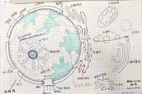 大学生笔记大赏！网友：学到了，录取通知书哪里领？