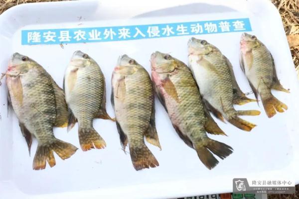 一地遭外来水生动物严重入侵! 一地遭外来水生动物严重入侵!