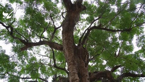 真“月老”！厦门437岁老树结红豆！依然鲜红圆润~