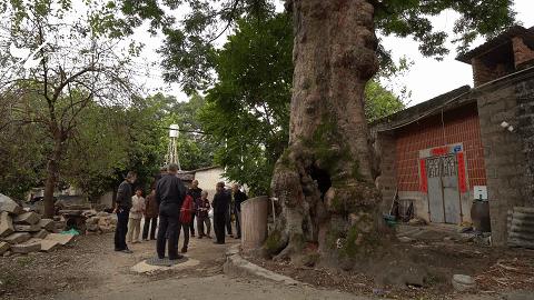 真“月老”！厦门437岁老树结红豆！依然鲜红圆润~