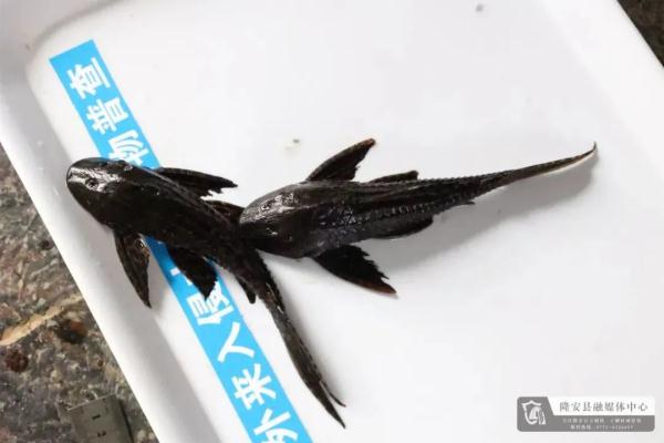 一地遭外来水生动物严重入侵! 一地遭外来水生动物严重入侵!