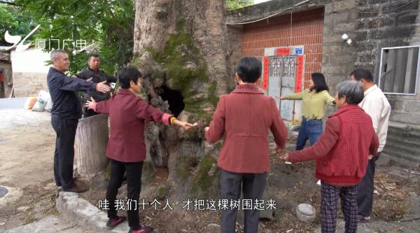 真“月老”！厦门437岁老树结红豆！依然鲜红圆润~