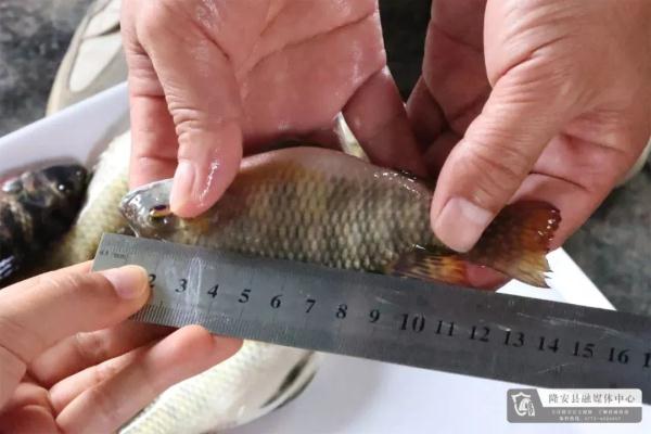 一地遭外来水生动物严重入侵! 一地遭外来水生动物严重入侵!