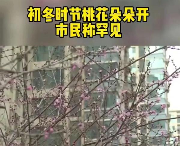 初冬时节，沈阳这棵桃树开花！原因是……