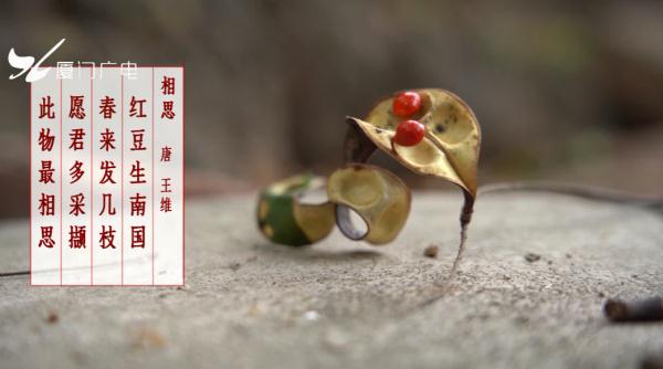 真“月老”！厦门437岁老树结红豆！依然鲜红圆润~