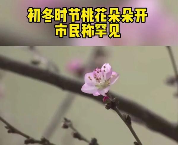 初冬时节，沈阳这棵桃树开花！原因是……