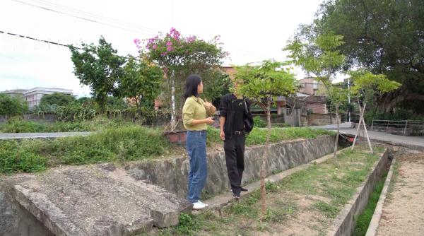 真“月老”！厦门437岁老树结红豆！依然鲜红圆润~