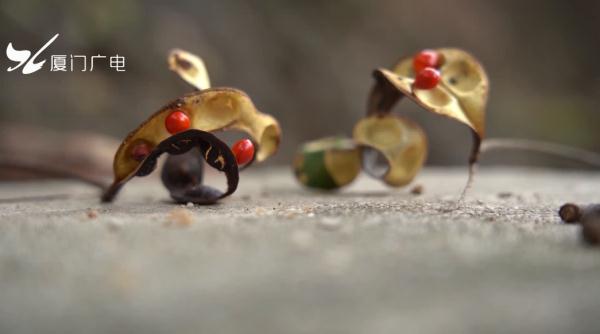 真“月老”！厦门437岁老树结红豆！依然鲜红圆润~