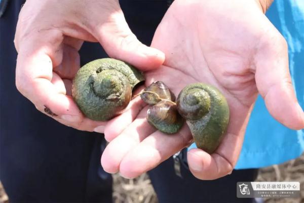 一地遭外来水生动物严重入侵! 一地遭外来水生动物严重入侵!