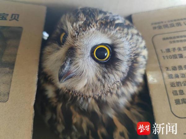 屡次救助它后放飞，不料小猫头鹰成“老赖”，居民无奈报警