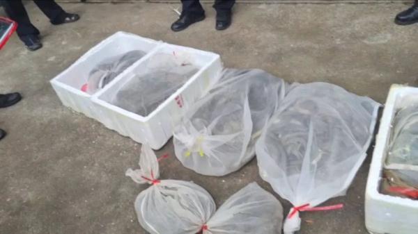 广西大巴车惊现200多条蛇!司机:客户托运的,说是海鲜…… 广西大巴车惊现200多条蛇!司机:客户托运的,说是海鲜……