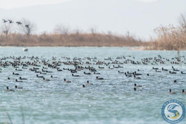 “鸟中大熊猫”现身阳澄湖!409种鸟儿惊艳“天堂” “鸟中大熊猫”现身阳澄湖!409种鸟儿惊艳“天堂”