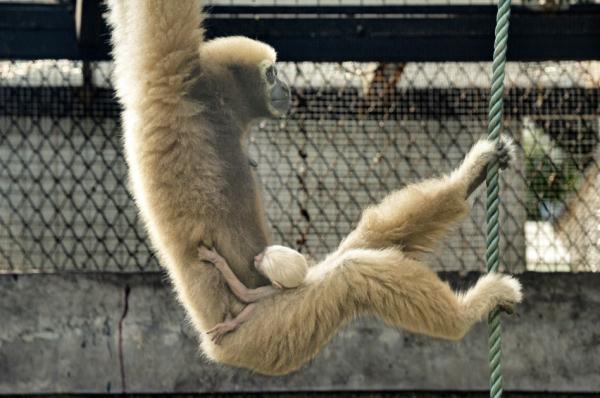 “猿”来很好！广州动物园首次成功繁殖的东白眉长臂猿满月