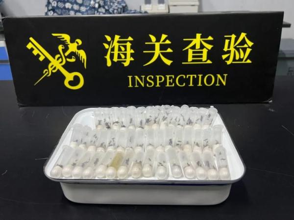 重庆海关所属邮局海关截获哈氏弓背蚁183只