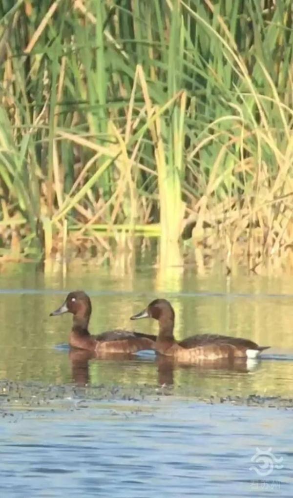 “鸟中大熊猫”现身阳澄湖!409种鸟儿惊艳“天堂” “鸟中大熊猫”现身阳澄湖!409种鸟儿惊艳“天堂”