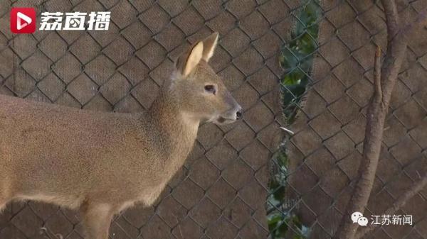 进山咯!它们能壮大种群吗? 进山咯!它们能壮大种群吗?