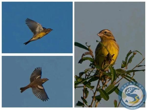 “鸟中大熊猫”现身阳澄湖!409种鸟儿惊艳“天堂” “鸟中大熊猫”现身阳澄湖!409种鸟儿惊艳“天堂”