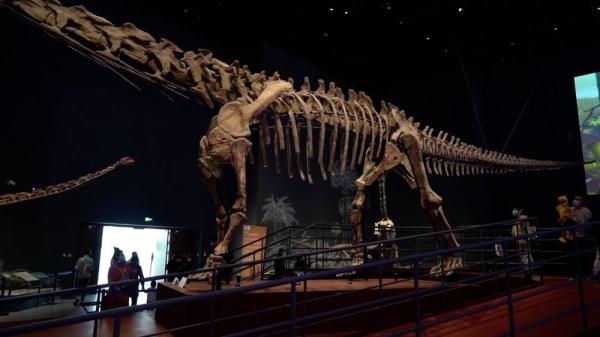 亚洲最大的完整恐龙化石亮相成都自然博物馆