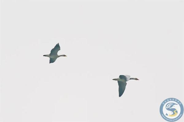 “鸟中大熊猫”现身阳澄湖!409种鸟儿惊艳“天堂” “鸟中大熊猫”现身阳澄湖!409种鸟儿惊艳“天堂”