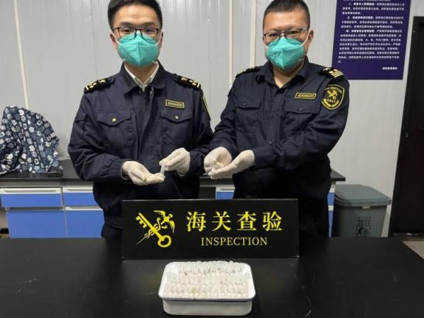 重庆海关所属邮局海关截获哈氏弓背蚁183只