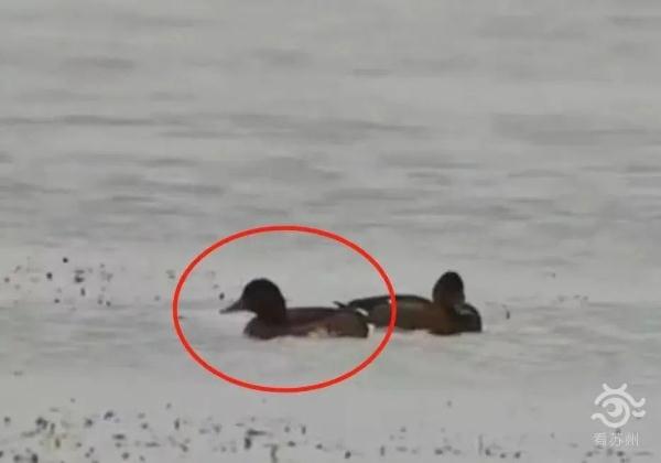 “鸟中大熊猫”现身阳澄湖!409种鸟儿惊艳“天堂” “鸟中大熊猫”现身阳澄湖!409种鸟儿惊艳“天堂”