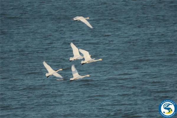 “鸟中大熊猫”现身阳澄湖!409种鸟儿惊艳“天堂” “鸟中大熊猫”现身阳澄湖!409种鸟儿惊艳“天堂”