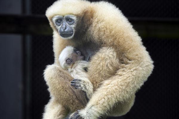“猿”来很好！广州动物园首次成功繁殖的东白眉长臂猿满月