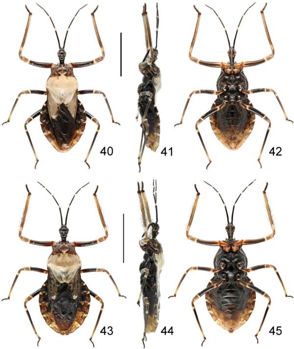 武夷山国家公园发现昆虫新物种“中华粘猎蝽”