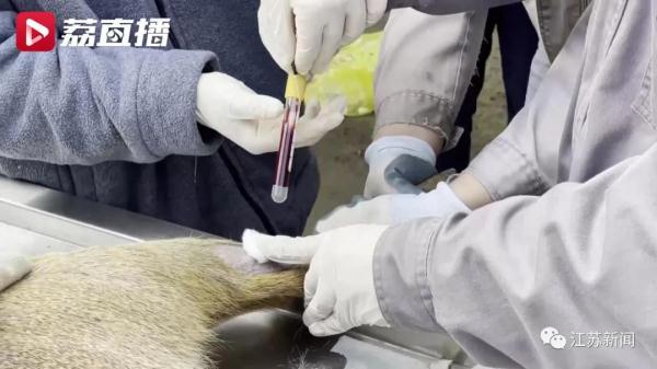 进山咯!它们能壮大种群吗? 进山咯!它们能壮大种群吗?