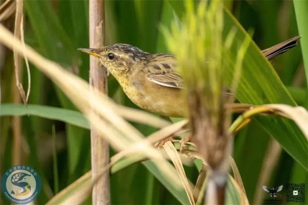 “鸟中大熊猫”现身阳澄湖!409种鸟儿惊艳“天堂” “鸟中大熊猫”现身阳澄湖!409种鸟儿惊艳“天堂”