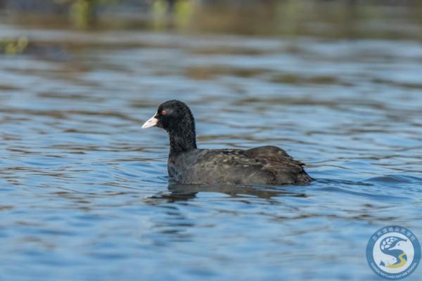 “鸟中大熊猫”现身阳澄湖!409种鸟儿惊艳“天堂” “鸟中大熊猫”现身阳澄湖!409种鸟儿惊艳“天堂”