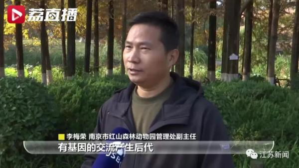 进山咯!它们能壮大种群吗? 进山咯!它们能壮大种群吗?