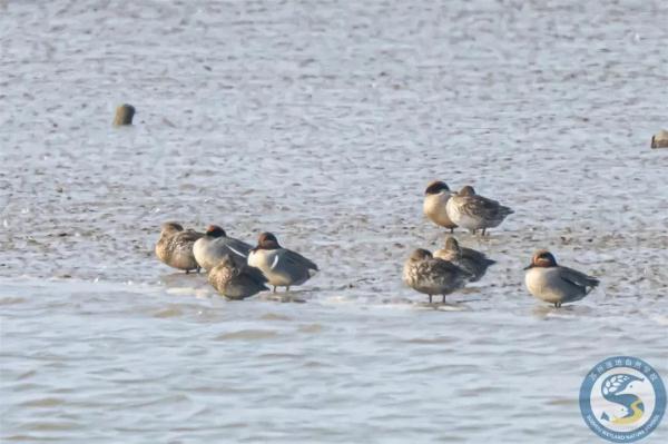 “鸟中大熊猫”现身阳澄湖!409种鸟儿惊艳“天堂” “鸟中大熊猫”现身阳澄湖!409种鸟儿惊艳“天堂”