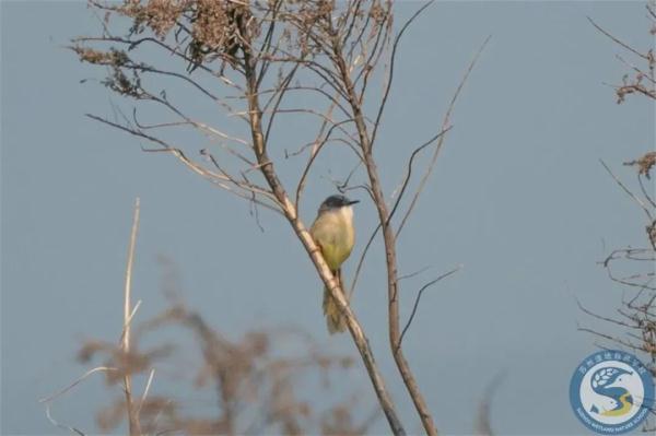 “鸟中大熊猫”现身阳澄湖!409种鸟儿惊艳“天堂” “鸟中大熊猫”现身阳澄湖!409种鸟儿惊艳“天堂”