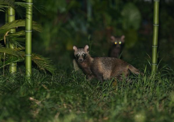 上海估计有三五千只！你遇到过它吗？