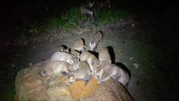 上海估计有三五千只！你遇到过它吗？