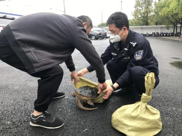 买下“乌龟”欲放生 民警一眼辨别“不能放”! 买下“乌龟”欲放生 民警一眼辨别“不能放”!