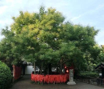 救回2200年的古槐！他被大家称为“古树保护神”