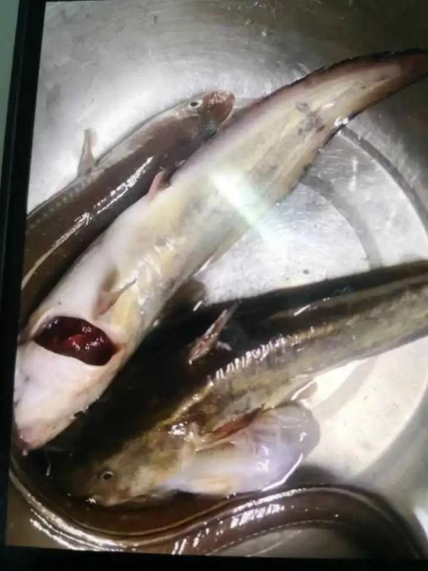 被鱼扎伤了？拍个照先