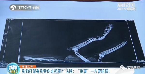 邻家狗子咬伤自家爱犬,谁来担责?法院这样判! 邻家狗子咬伤自家爱犬,谁来担责?法院这样判!