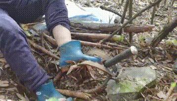被野猪夹死死“咬”住，看着都疼...