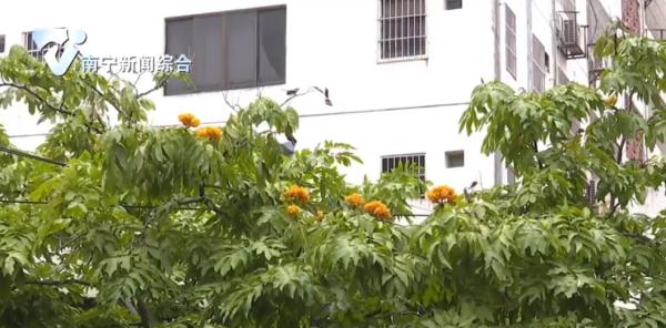 神奇！南宁春季开花的植物，居然在冬季开花了