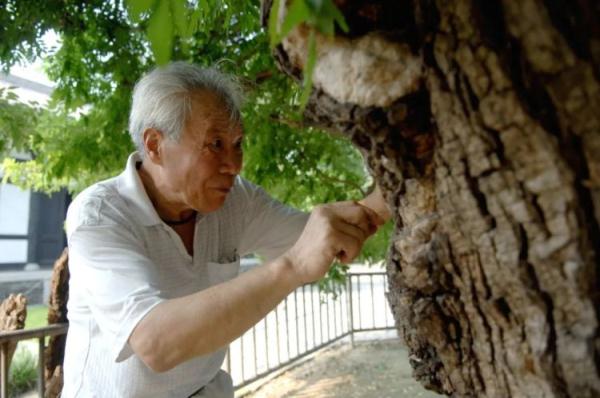 救回2200年的古槐！他被大家称为“古树保护神”