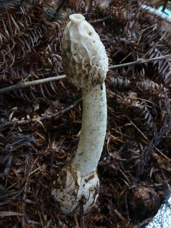 重庆首次发现并采集到野生白鬼笔