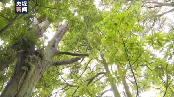 树龄超1300年！贵州黔西发现“国保级”千年古树名木乌柿树