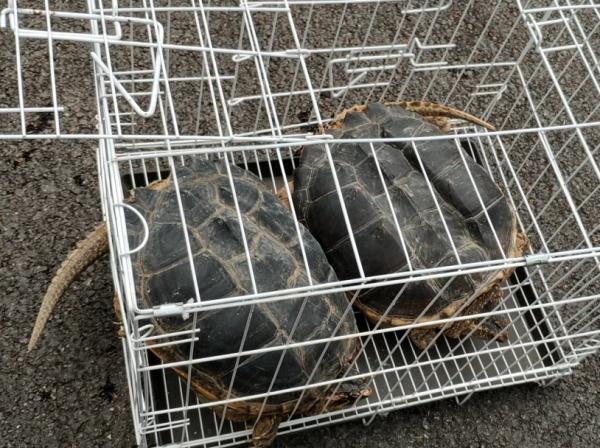 上海一对夫妻花5000多元替乌龟“赎身”,民警:不能放! 上海一对夫妻花5000多元替乌龟“赎身”,民警:不能放!