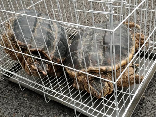 上海一对夫妻花5000多元替乌龟“赎身”,民警:不能放! 上海一对夫妻花5000多元替乌龟“赎身”,民警:不能放!