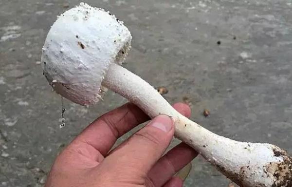 阜阳这里已出现！提醒：不要吃！